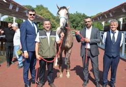 Karacabey TİGEM'in arap tayları 27 milyon 550 bin liraya alıcı buldu