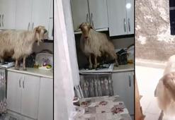 Mutfağa giren keçi tezgahın üzerine çıktı