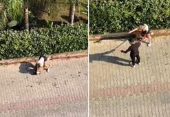 Ağızlıksız gezdirilen pitbull, kediyi öldürdü; sahibi, 'polisi aramayın' dedi