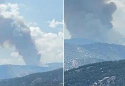 Aydın'da orman yangını