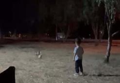 Tilki, topu alıp kaçtı; o anlar kamerada