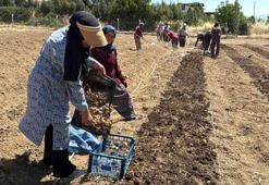 Kilosu 650 bin TL’den satılan safran toprakla buluştu