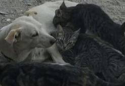 Köpek, kedi yavrularını emzirirken görüntülendi