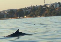 Tekirdağ açıklarında yunuslar tekneye eşlik etti