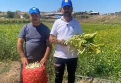 Deneme amaçlı ektikleri şeker fasulyesi üretimi 5 yılda bin dönüme ulaştı