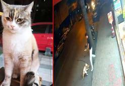 Bağcılar’da dobermanın saldırdığı kedi ‘Bambi’ öldü: 'Bugün kedi yarın sizin çocuğunuz'