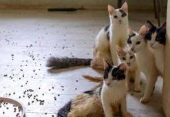 'Çöp ev' ihbarına giden ekipler adreste 100 kedi buldu