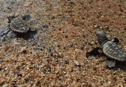 Kuşadası’nda caretta caretta yavruları denizle buluştu