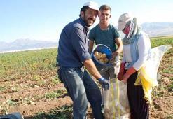 Niğde'de kilosu 25 liradan satılan patates, üreticinin yüzünü güldürdü