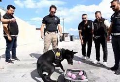 Emekli olan narkotik köpeği Naz'a duygulandıran veda