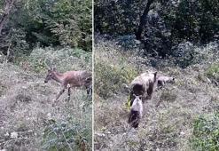 Tarlasına kurduğu fotokapanla yaban hayatını görüntüledi