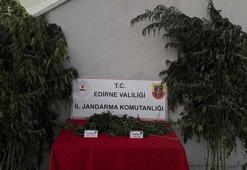 Kamu arazisinde yetiştirdiği Hint kenevirlerini sularken yakalandı