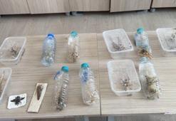 Yabancıların canlı çekirge toplarken yakalanmasına, uzmandan ‘genetik çalışma’ uyarısı
