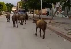 Hatay'da başıboş anguslar yola çıktı; görenler şaşırdı