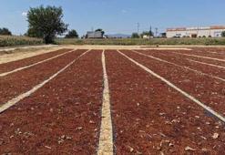 Manisa'da üzüm sergileri renk cümbüşü oluşturdu