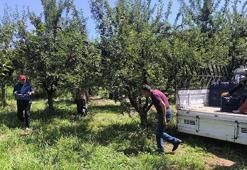Anjelik erik, kurutmalık, pestil ve pekmez olarak sofralara geliyor