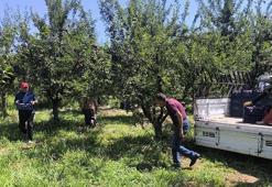 Anjelik erik, kurutmalık, pestil ve pekmez olarak sofralara geliyor