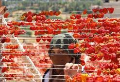 Gaziantep'te yüksek tepelerde kurutmalıklar renk cümbüşü oluşturdu