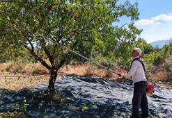 Manisa'da badem hasadı başladı; 625 ton rekolte bekleniyor
