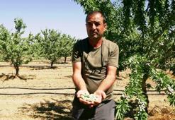 Hobi olarak başladığı badem yetiştiriciliğinde 20 bin ağaca ulaştı; 10 ton rekolte bekliyor