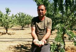 Hobi olarak başladığı badem yetiştiriciliğinde 20 bin ağaca ulaştı; 10 ton rekolte bekliyor