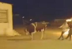 Sahibinin elinden kaçan dana güçlükle yakalandı