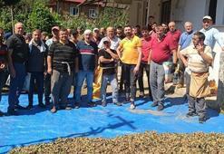 Ölen kız kardeşlerin bahçesindeki fındığın hasadını imece usulü mahalleli yaptı