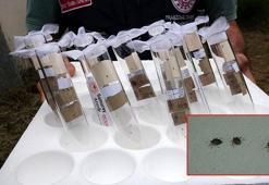 Kokarcaya 'panzehir etkisi'; fındıkta zarar sıfıra yaklaştı