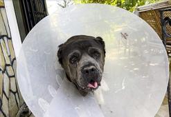Köpek Şila'nın rahminden, 6 kilo 750 gram enfeksiyonlu kitle çıkarıldı