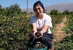 Dondurma yerken tanıştığı aronya bitkisinin üreticisi oldu