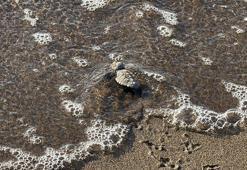 Bodrum'da 62 yavru caretta caretta denizle buluştu