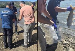 Çanakkale'de barajdaki balık ölümlerine inceleme