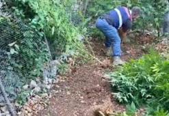 Hatay'da 371 kök kenevir ele geçirildi