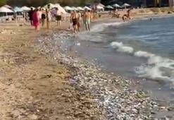 Milas’ta toplu balık ölümüne inceleme