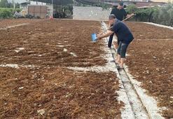 Alaşehir’de üzüm üreticileri TMO’nun fiyatından memnun