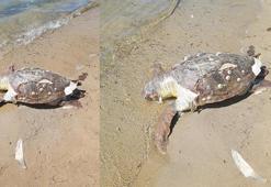 Balıkesir'de kıyıda ölü caretta caretta bulundu