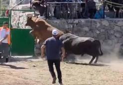 Güreşten kaçan boğa, demir kapıdaki boşluktan arenanın dışına atladı
