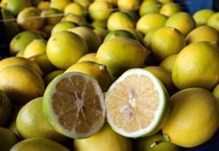 Dalında 5 TL olan limon, markette 20 katına satılıyor