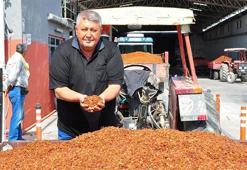 Üzüm alımına başlanan TMO önünde traktör kuyruğu