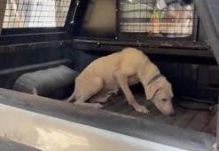 Pirelerin istila ettiği binadan çıkarılan köpeğe, kendisini kurtarıp sahiplenen avukatın adı verildi