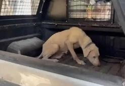 Pirelerin istila ettiği binadan çıkarılan köpeğe, kendisini kurtarıp sahiplenen avukatın adı verildi
