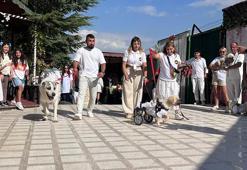 19 köpek sahiplendirilmek için podyuma çıktı