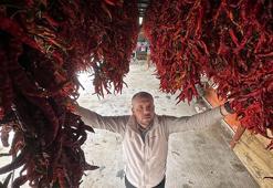 Edirne tava ciğerinin vazgeçilmezi Karaağaç biberinde kurutma dönemi