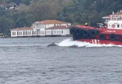 İstanbul Boğazı'nda yunus sürprizi