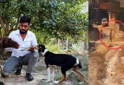 Komşusunun köpeğine, tavuklarını yediği için şiddet uygulamış
