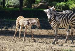 Doğduğu tesadüfen öğrenilen zebra yavrusu 'Jason', ilgi odağı oldu