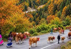 Trabzon'da yaylacıların renkli dönüş yolculuğu
