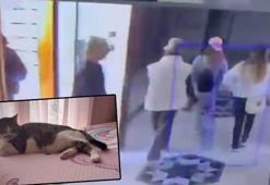 Küçükçekmece'de 12'nci kattaki daireye 'Mucize' sayesinde giremediler; şüphelilerin kediden kaçtığı anlar kamerada