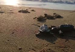 Kuşadası’nda yuvada sıkışan 22 caretta caretta yavrusu denizle buluşturuldu