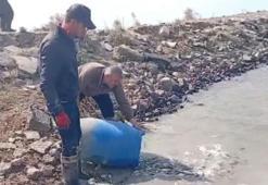 Sulama kanallarında mahsur kalan binlerce balık göletlere taşındı